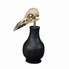 Antique Real Skull of a Crow or Magpie, Germany ca. 1900s