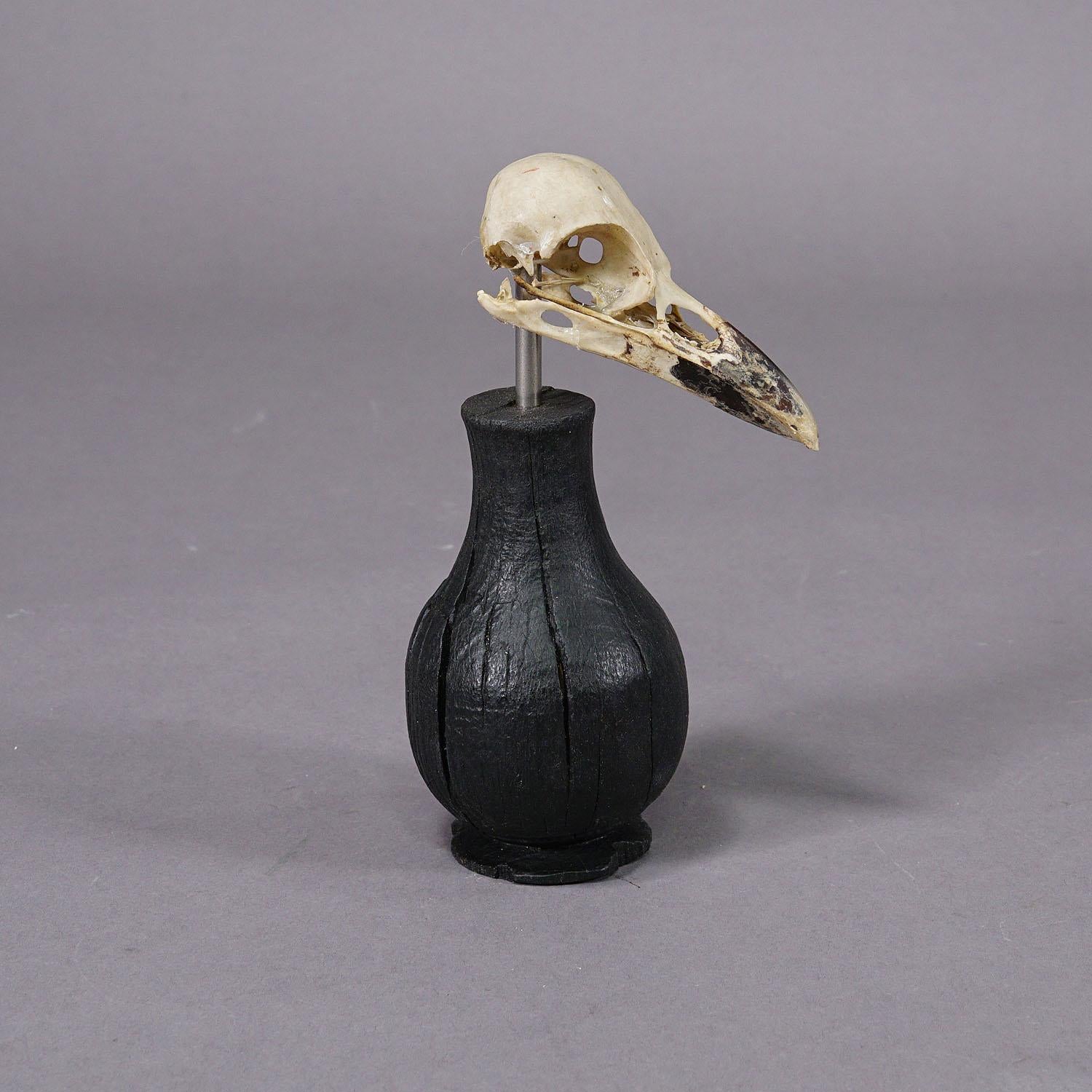 Artisanat Crâne antique d'un Crow ou d'une pie, Allemagne vers 1900 en vente