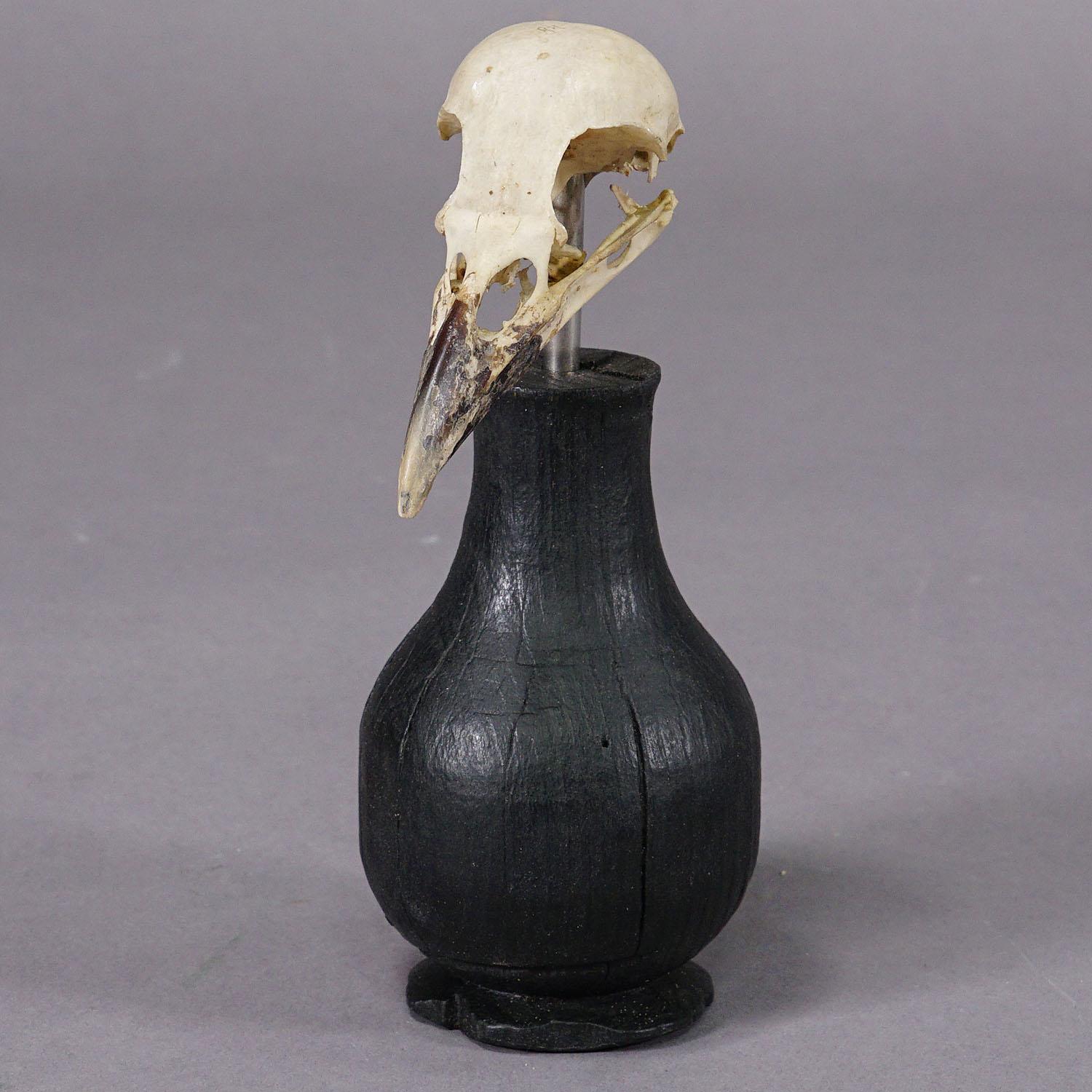 Suisse Crâne antique d'un Crow ou d'une pie, Allemagne vers 1900 en vente