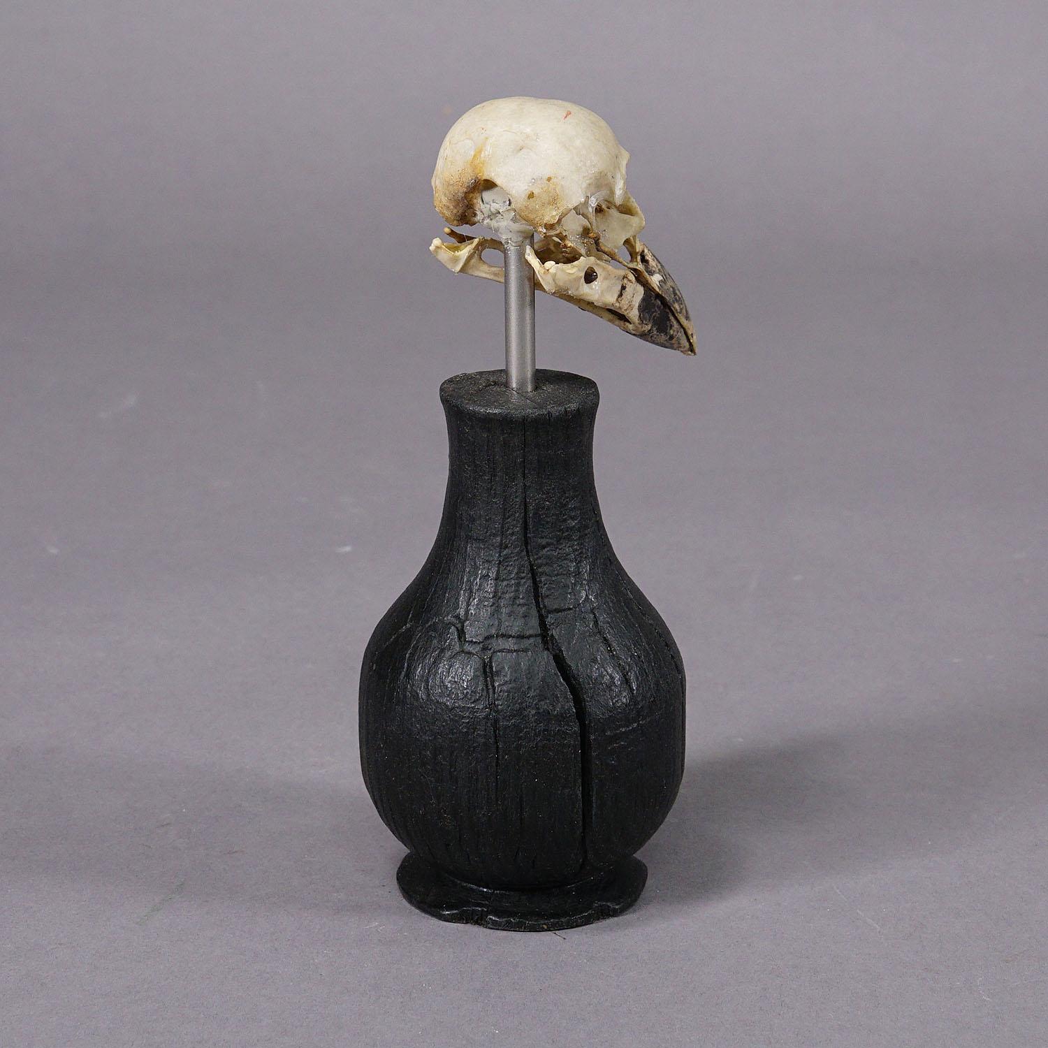 Sculpté Crâne antique d'un Crow ou d'une pie, Allemagne vers 1900 en vente