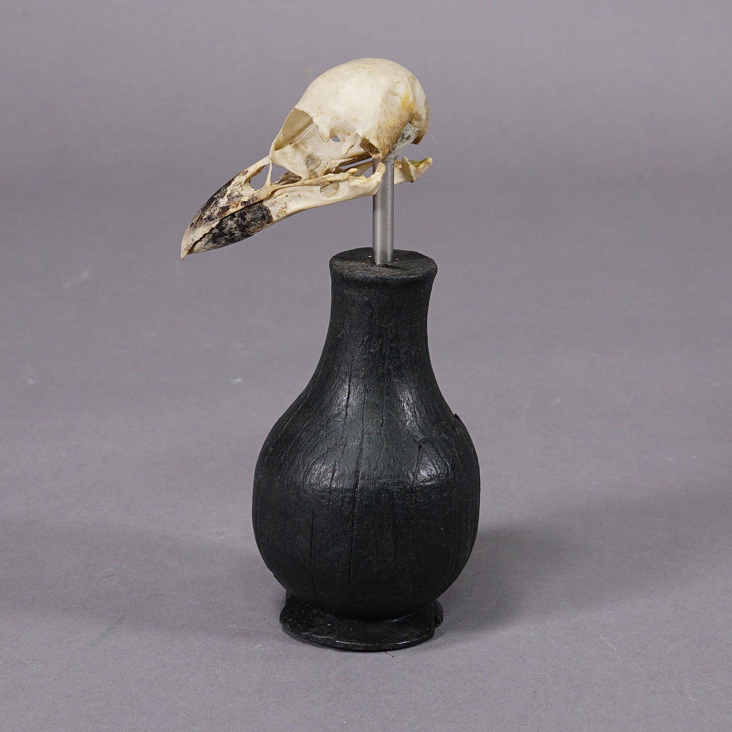 Folk Art Antique Real Skull of a Crow or Magpie, Germany ca. 1900s For Sale