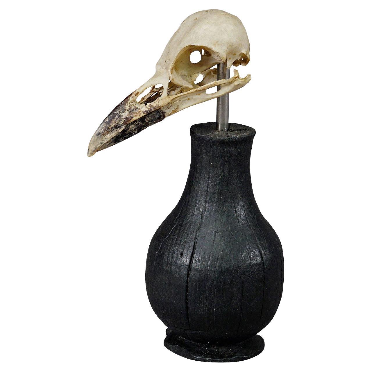 Antique Real Skull of a Crow or Magpie, Germany ca. 1900s For Sale