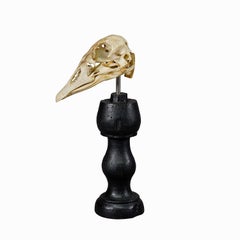 Antique Real Skull of a Duck, Germany ca. 1900s