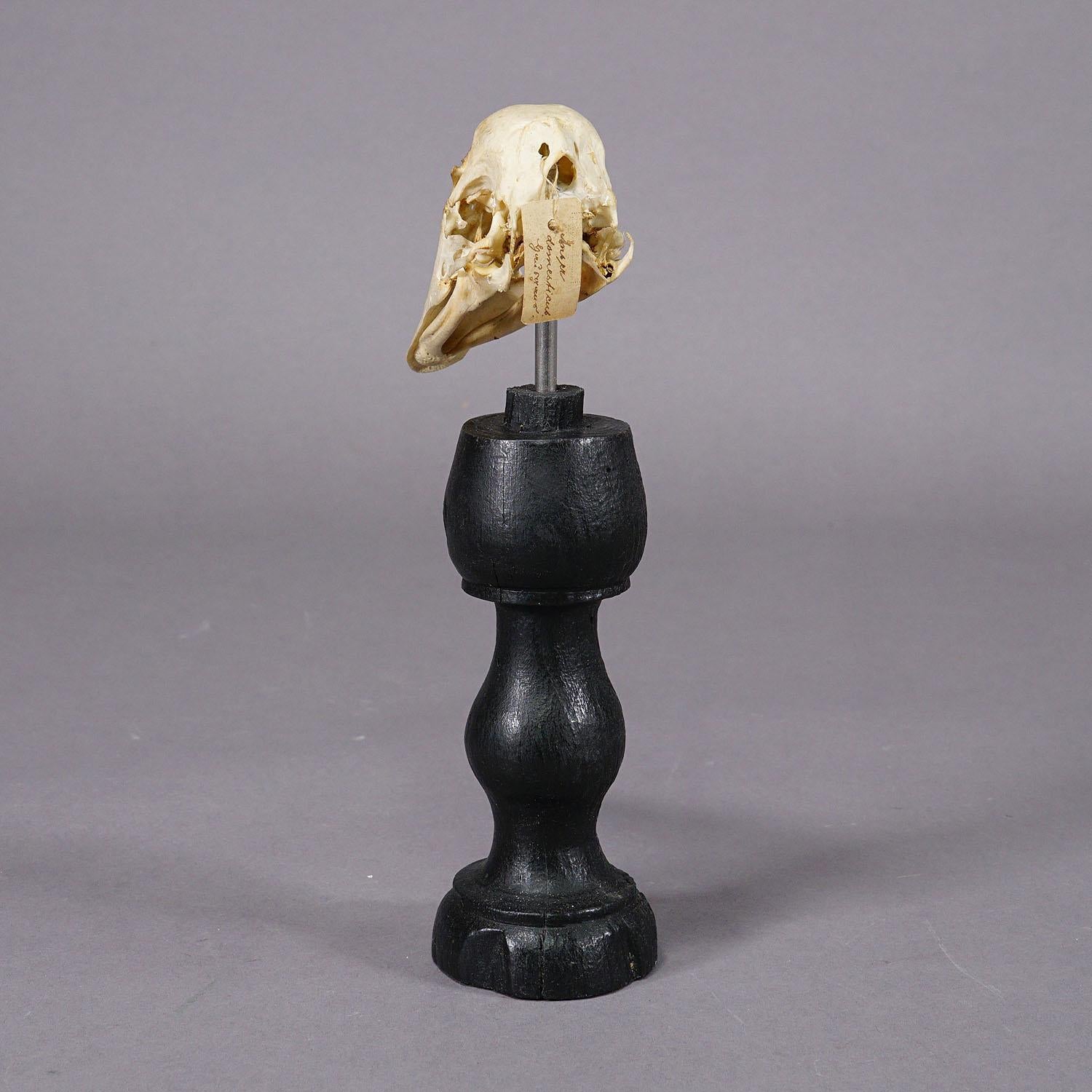 Swiss Antique Real Skull of a Duck, Germany ca. 1900s For Sale