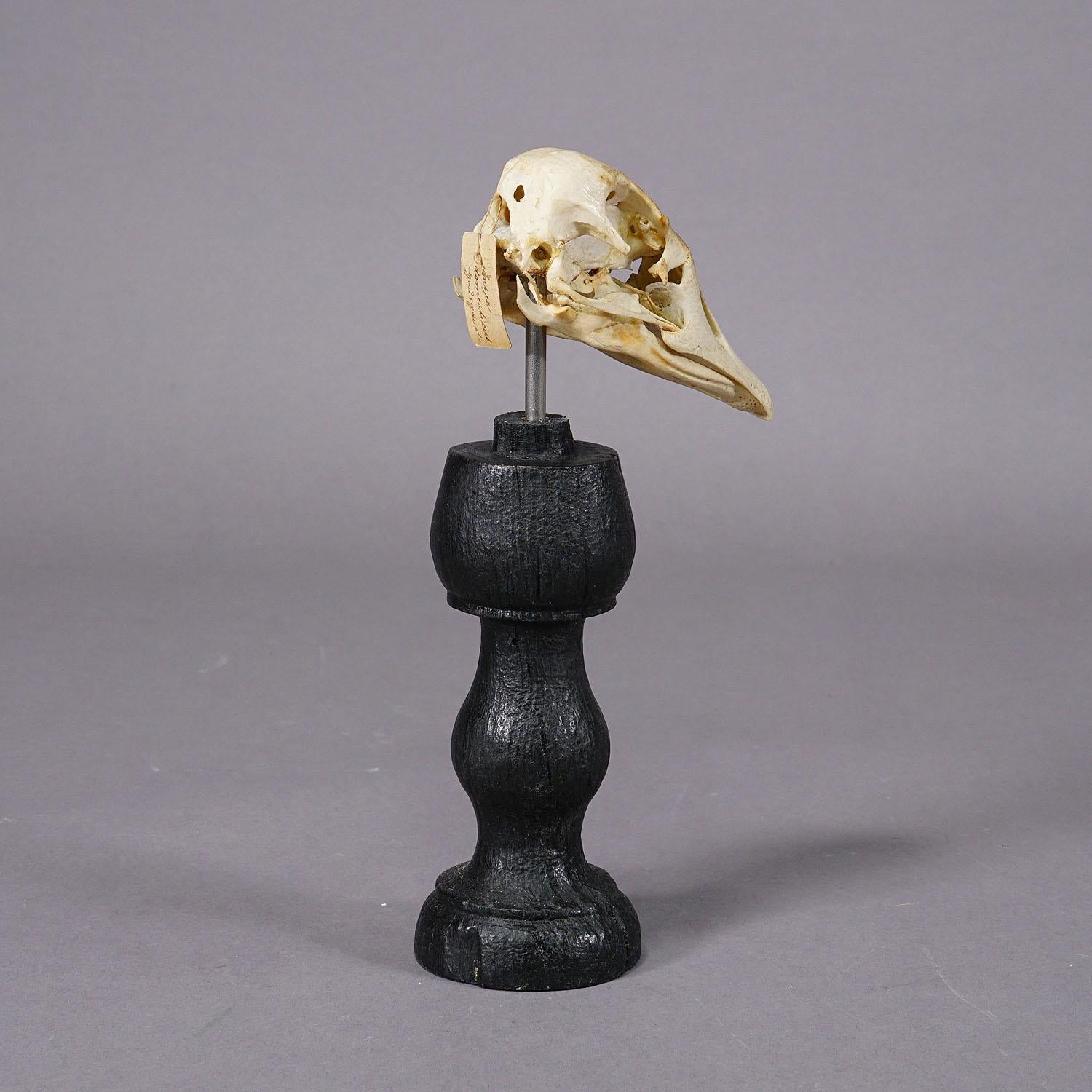 Carved Antique Real Skull of a Duck, Germany ca. 1900s For Sale