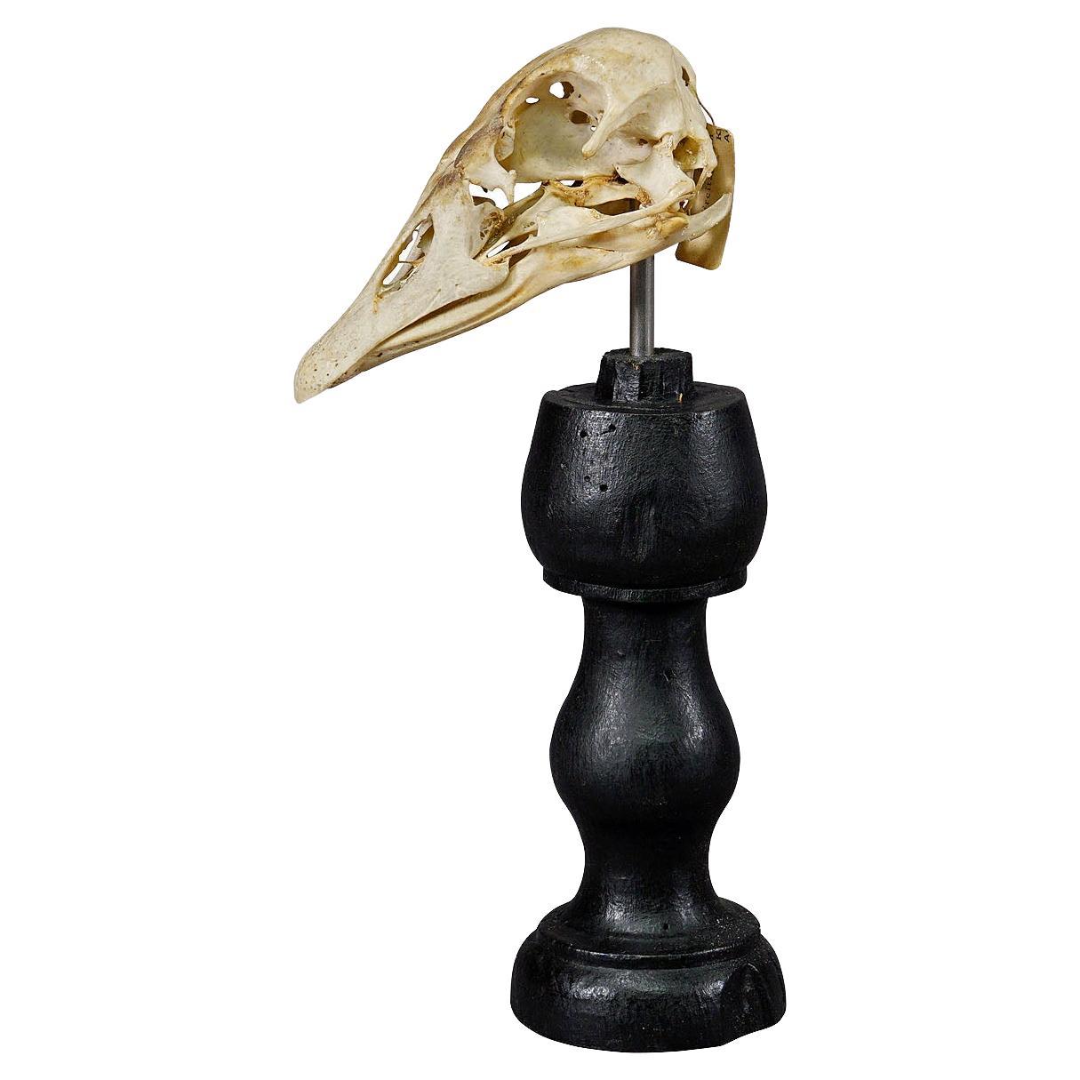 Antique Real Skull of a Duck, Germany ca. 1900s For Sale