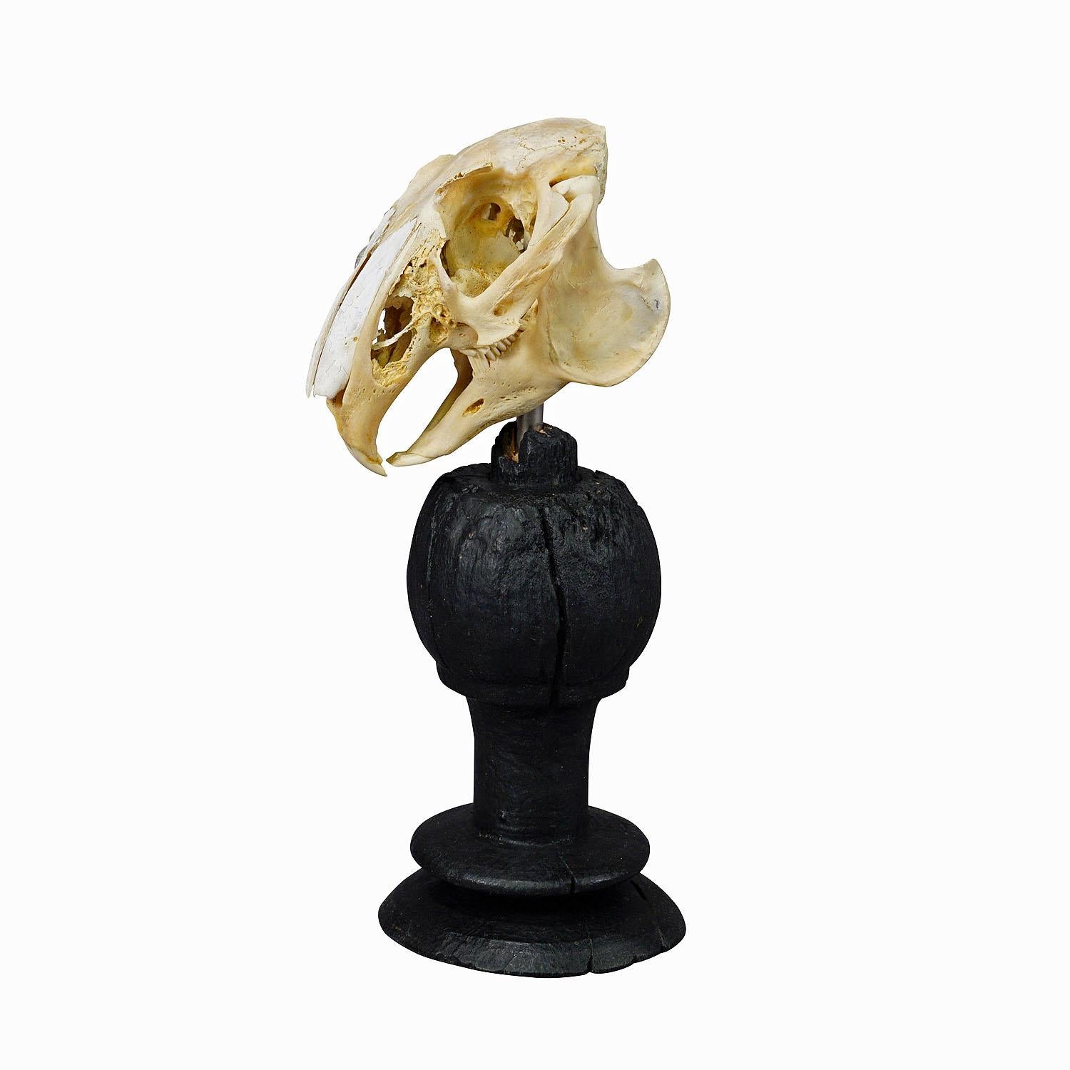 Ancien crâne réel de lapin, Allemagne, vers 1900

Crâne de lapin (Oryctolagus cuniculus) taxidermisé, monté sur une base en bois tourné ébonisé. Derive de la collection biologique du monastère de Weissenhorn dans le sud de l'Allemagne. 

Cet article