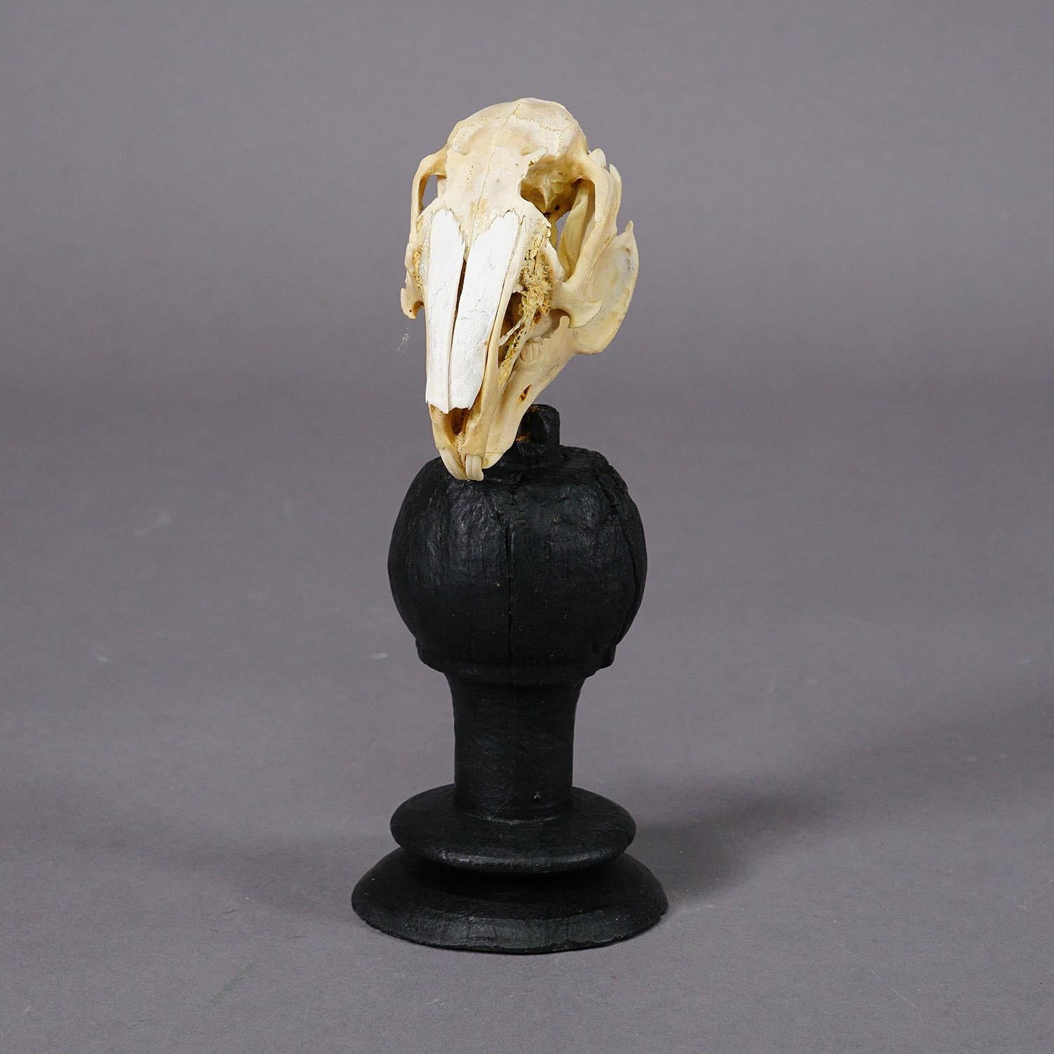 Artisanat Ancien crâne réel de lapin, Allemagne, vers 1900 en vente