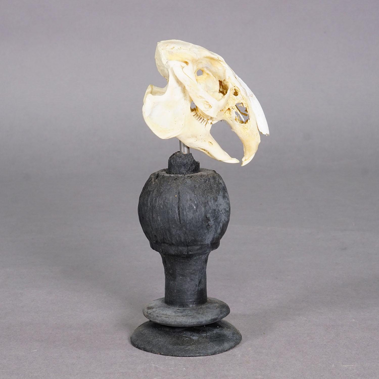 Antiguo cráneo real de un conejo, Alemania ca. 1900s Otro en venta
