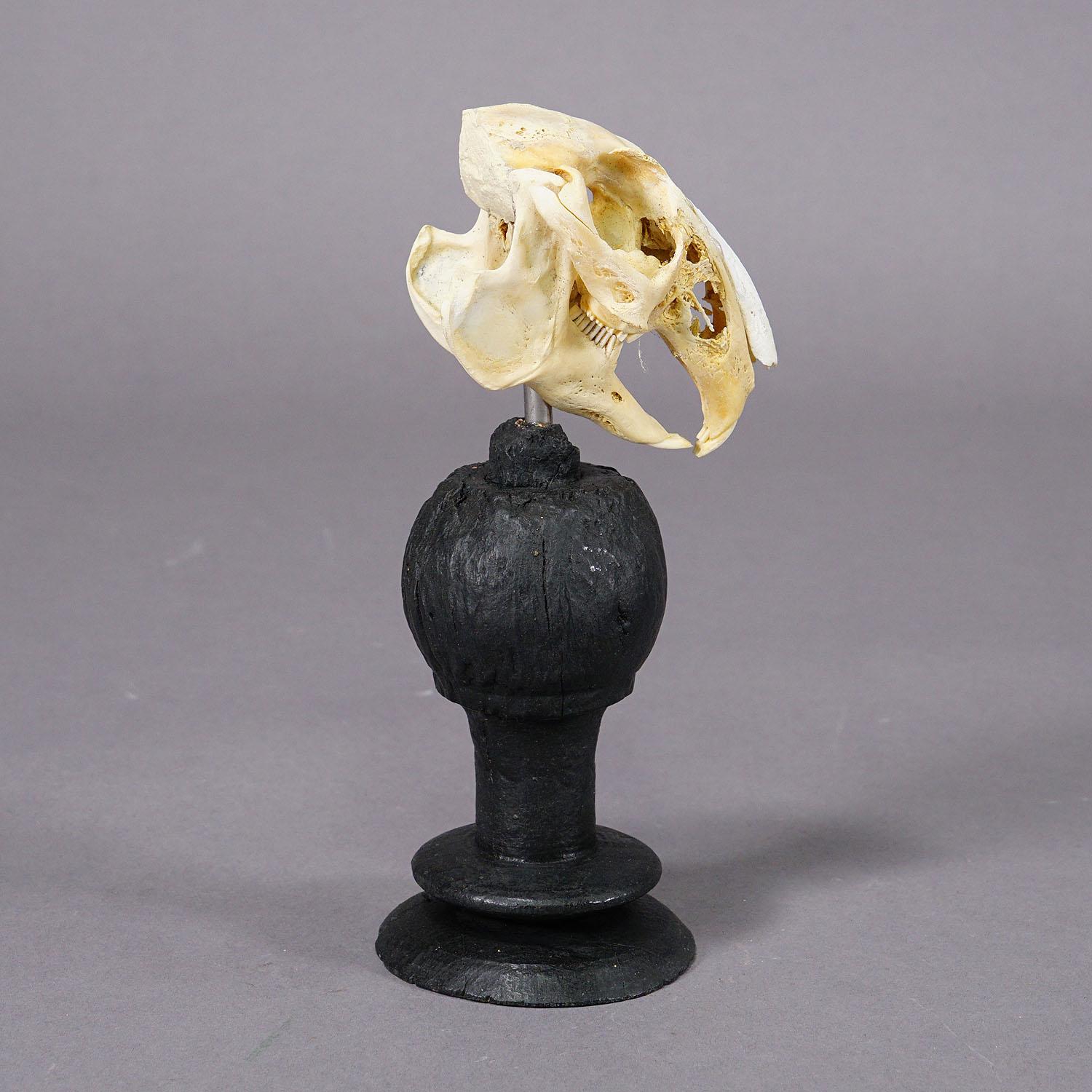 Sculpté Ancien crâne réel de lapin, Allemagne, vers 1900 en vente