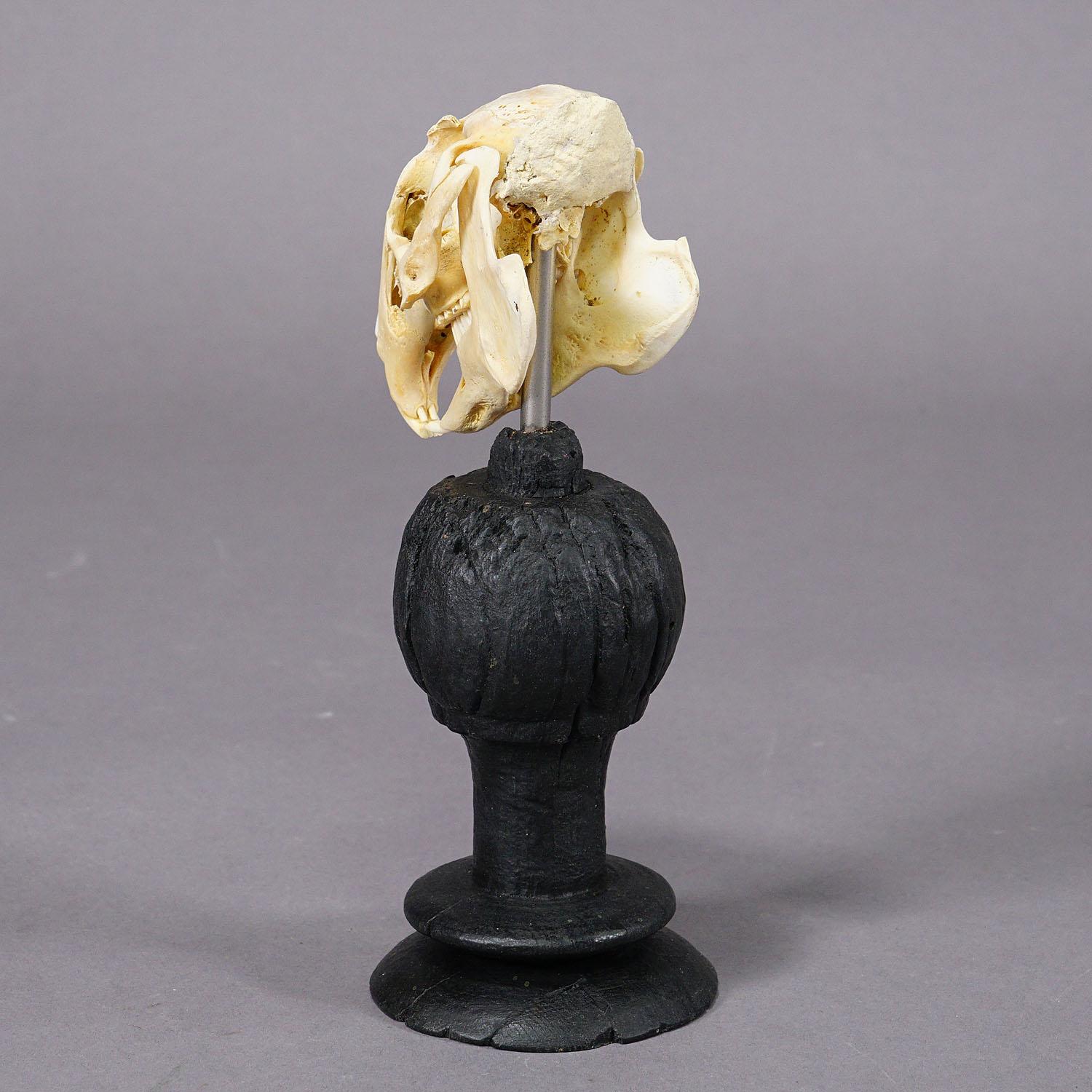 Ancien crâne réel de lapin, Allemagne, vers 1900 Bon état - En vente à Berghuelen, DE