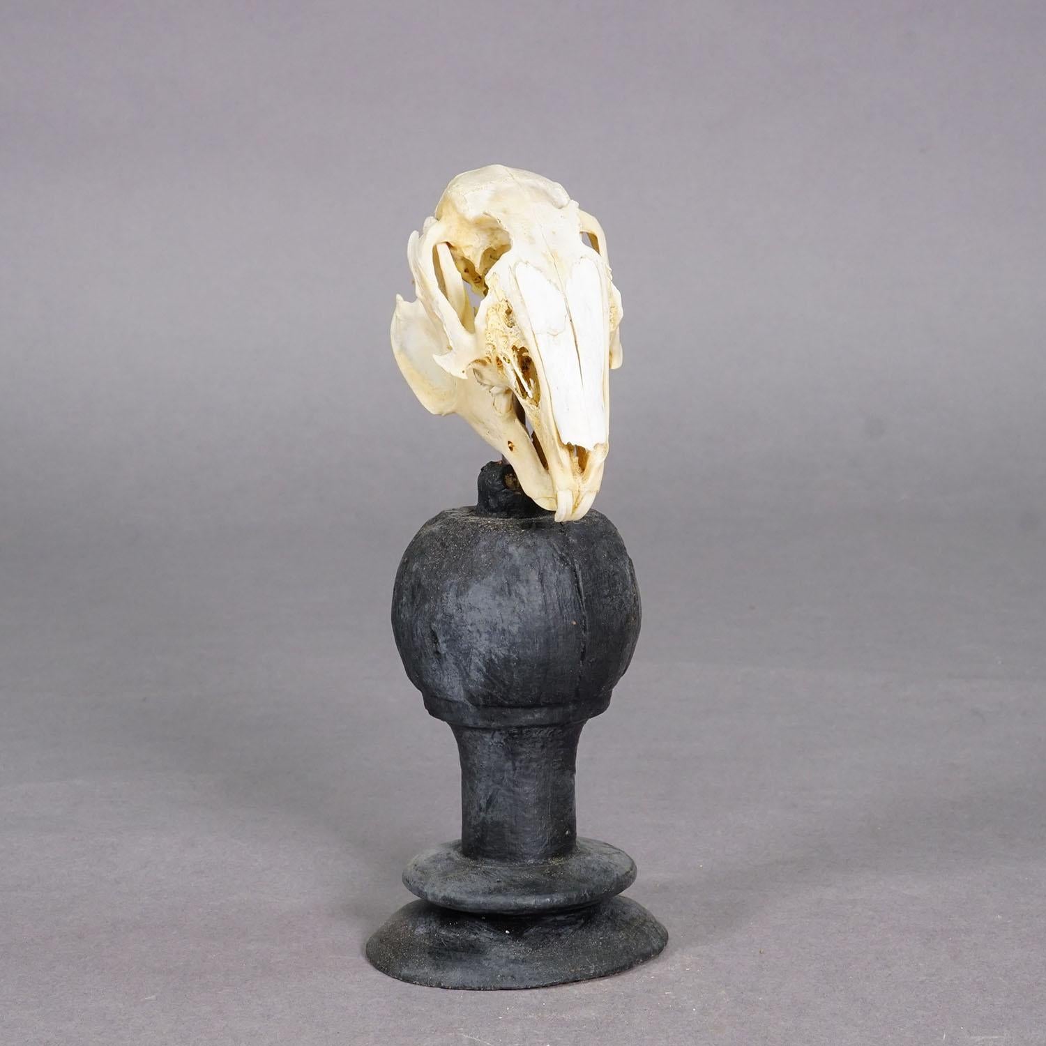 Antiguo cráneo real de un conejo, Alemania ca. 1900s principios del siglo XX en venta