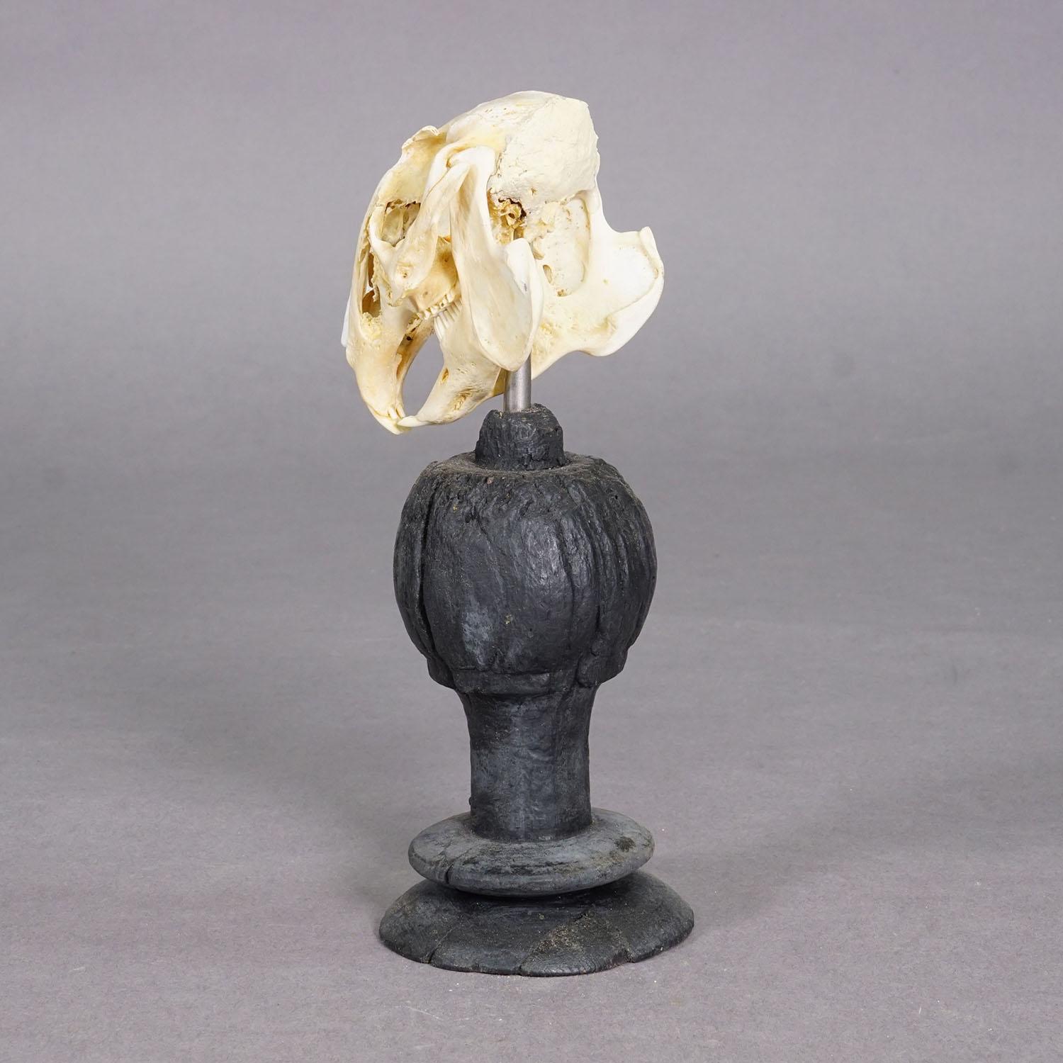 Antiguo cráneo real de un conejo, Alemania ca. 1900s Otro en venta