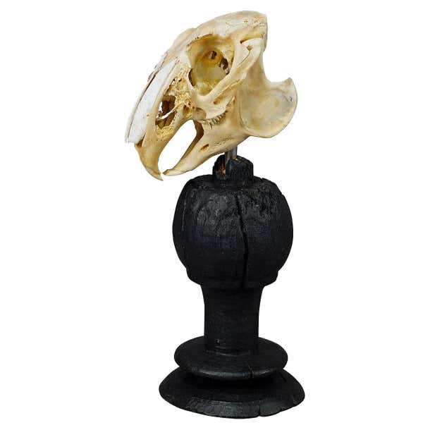 Lithuania Rabbit Skull Antique Real Skull of a Rabbit, Germany ca. 1900s For Sale at 1stDibs