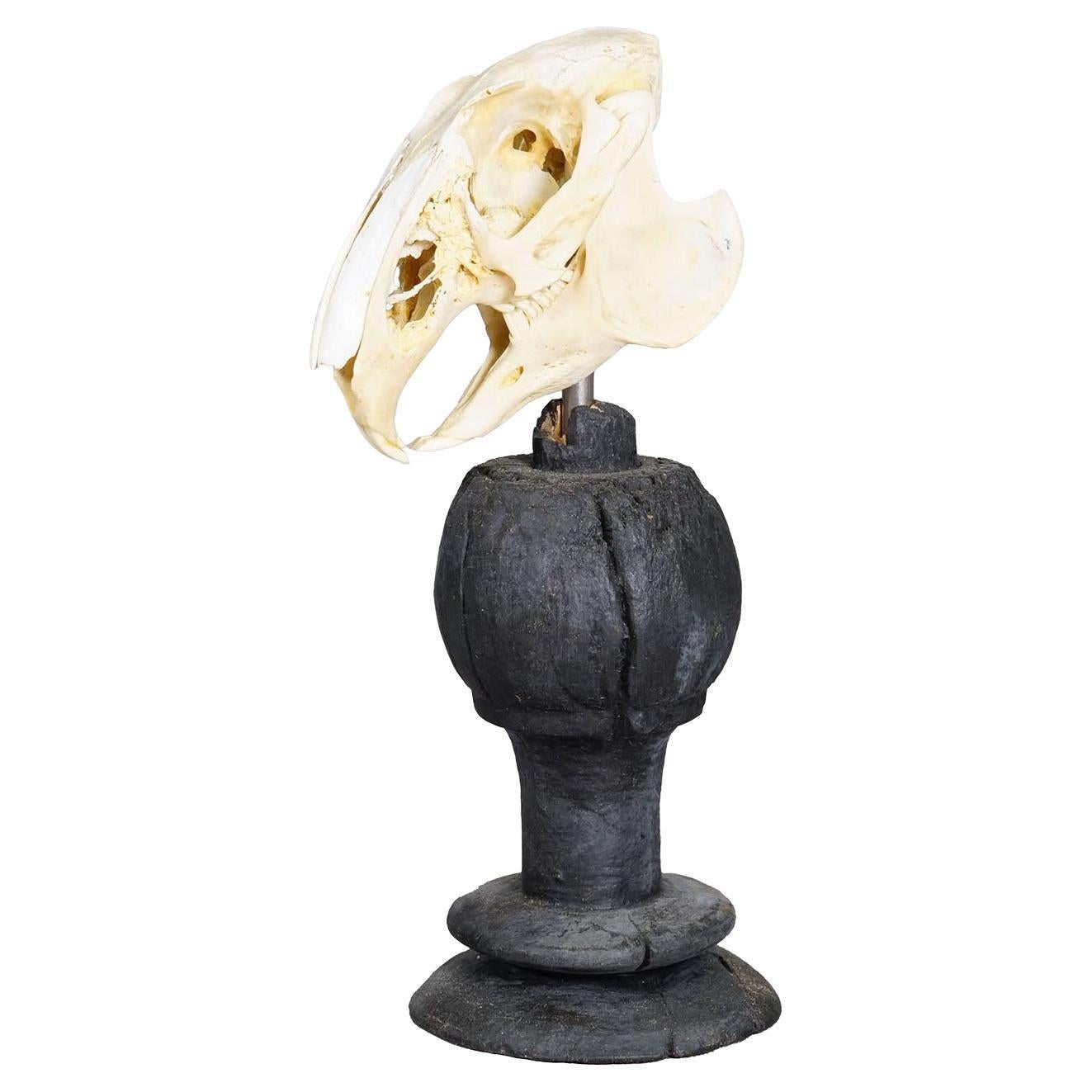 Antiguo cráneo real de un conejo, Alemania ca. 1900s