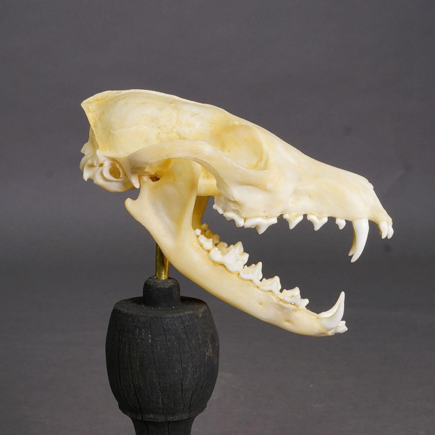 Véritable crâne de renard roux, Allemagne vers 1900

Crâne de renard roux (Vulpes) taxidermisé, monté sur une base en bois tourné ébonisé. 

Cet article contient des parties d'origine animale, qui appartiennent à des animaux non menacés et non en