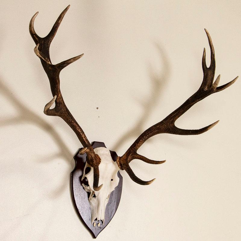 This striking 14 point antler rack has an impressive 3' spread. It hangs on a traditional oak mount. Enlarge the photos to appreciate the color and texture of the European red deer antlers.