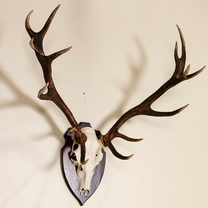 Antique Red Deer Antler Mount with 14 Points from Denmark at 1stDibs