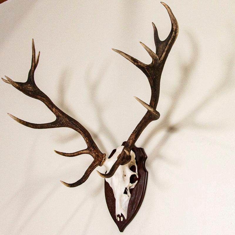 stag with antlers of 14 points
