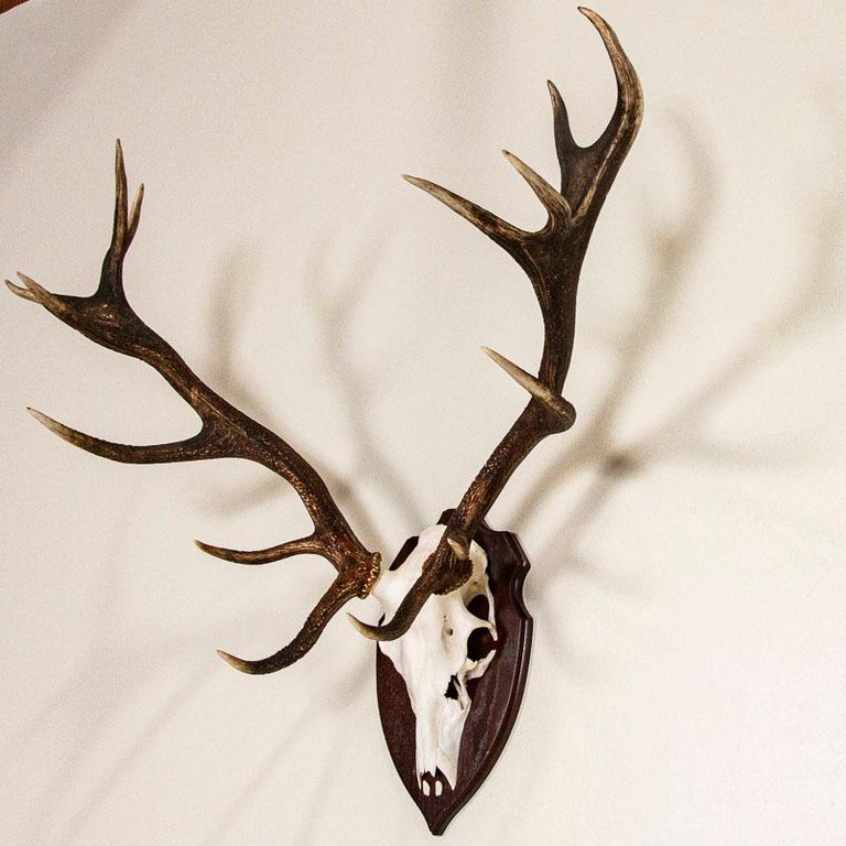 Antique Red Deer Antler Mount with 14 Points from Denmark at 1stDibs