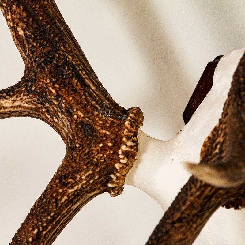 Antique Red Deer Antler Mount with 14 Points from Denmark at 1stDibs