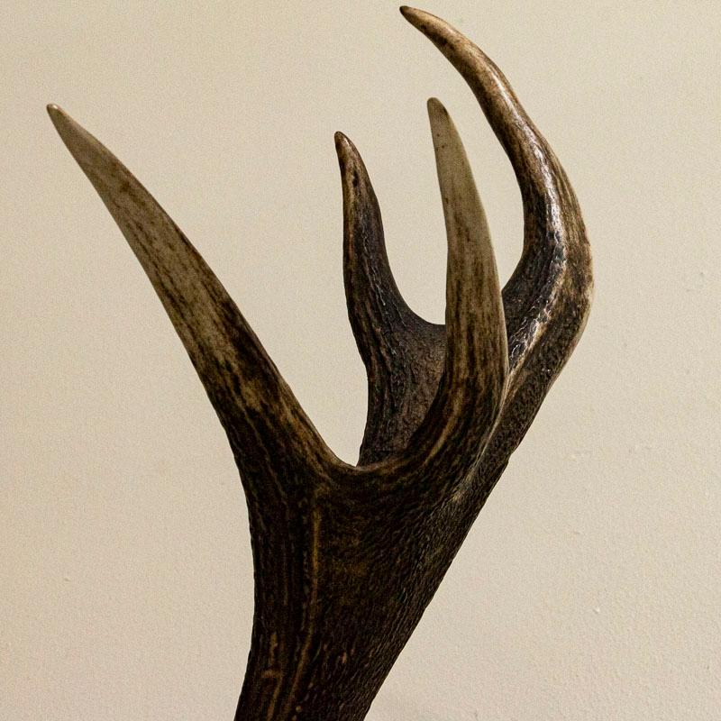 Antique Red Deer Antler Mount with 14 Points from Denmark In Good Condition In Round Top, TX