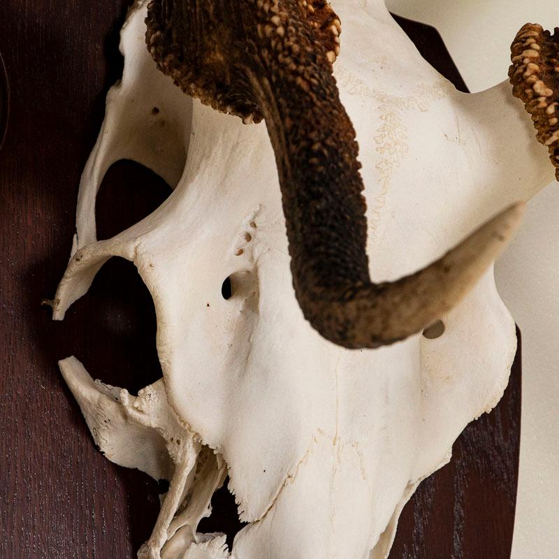 Bone Antique Red Deer Antler Mount with 14 Points from Denmark