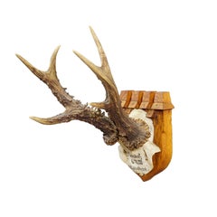 Trophée antique de cerf rouge de Philipp Ernst, prince de Thurn et Taxis, 1933