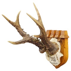 Trophée antique de cerf rouge de Philipp Ernst, prince de Thurn et Taxis, 1933