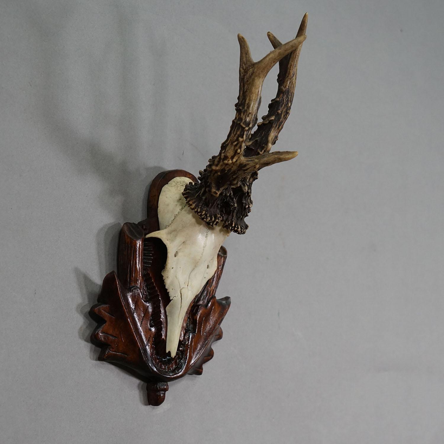 Trofeo antiguo de ciervo rojo en placa tallada, Alemania años 40

Trofeo antiguo de corzo anormal (Capreolus capreolus) con cornamenta desigual procedente de la Selva Negra, montado sobre una placa tallada. El trofeo se rodó en la década de 1940.