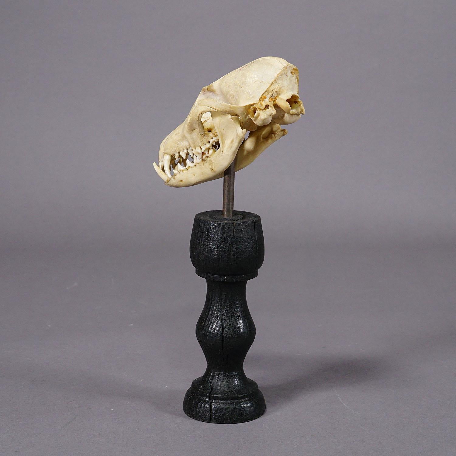Artisanat Taxidermie antique de crâne de renard roux, Allemagne vers 1900 en vente