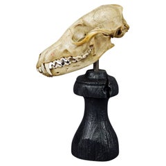 Antique Red Fox Skull Taxidermy, Germany ca. 1900s