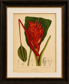 Antique Red Heliconia Botanical Chromolithograph by Hoola van Nooten, c. 1880