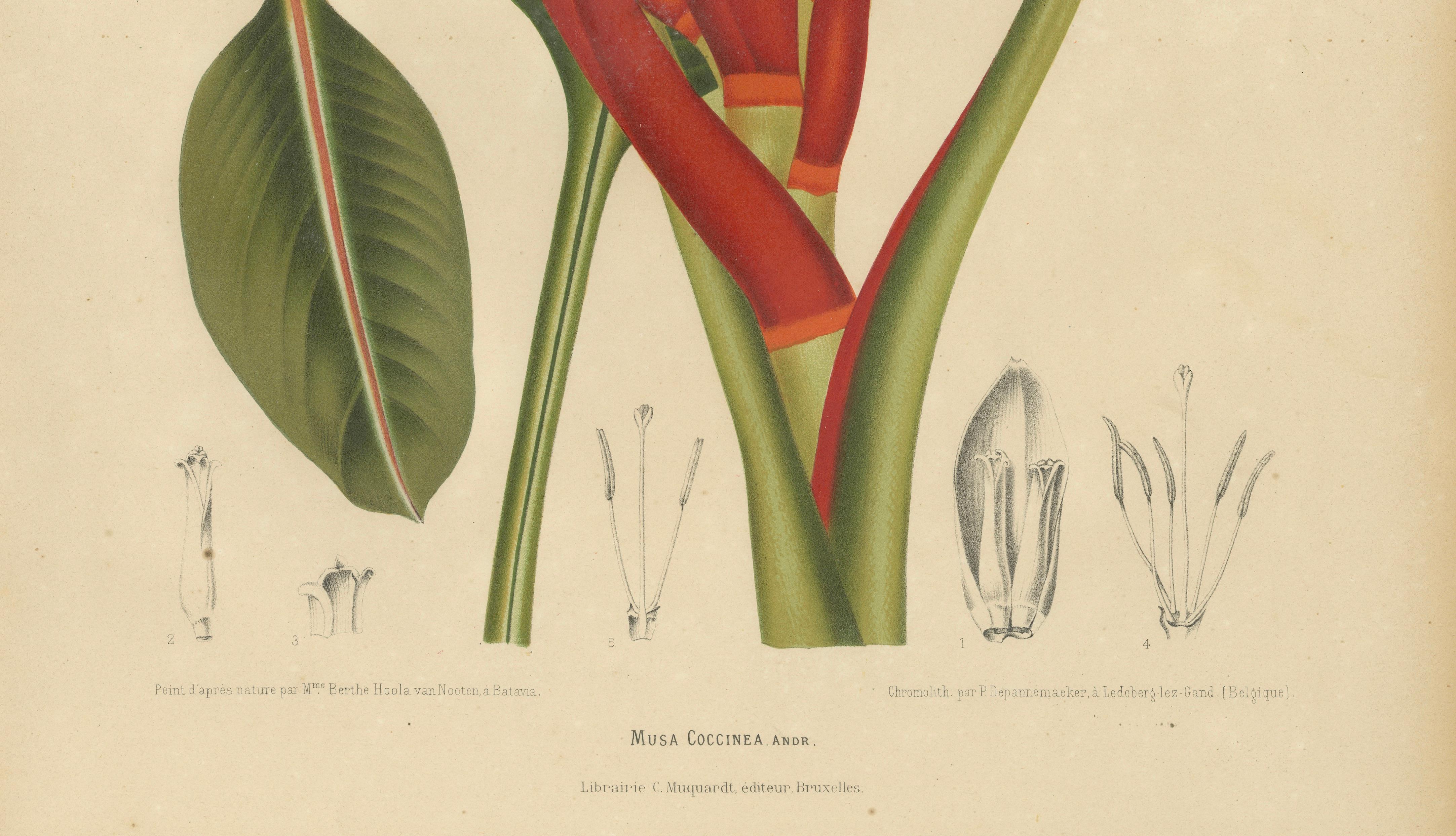 Antique Red Heliconia Botanical Chromolithograph by Hoola van Nooten, c. 1880