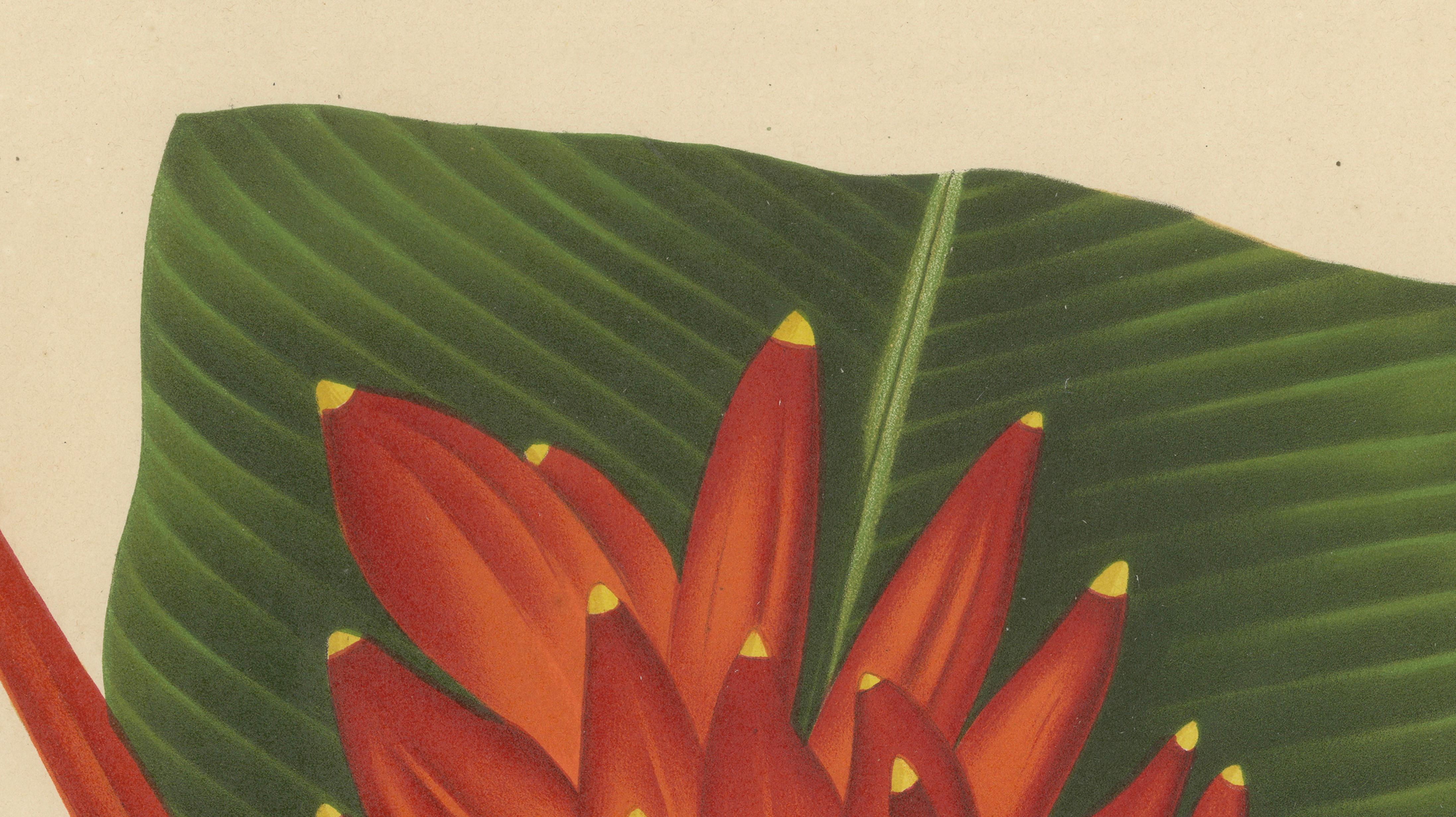 Antique Red Heliconia Botanical Chromolithograph by Hoola van Nooten, c. 1880