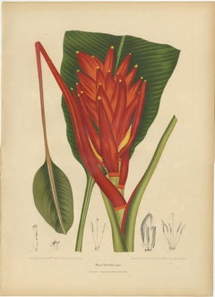 Antique Red Heliconia Botanical Chromolithograph by Hoola van Nooten, c. 1880