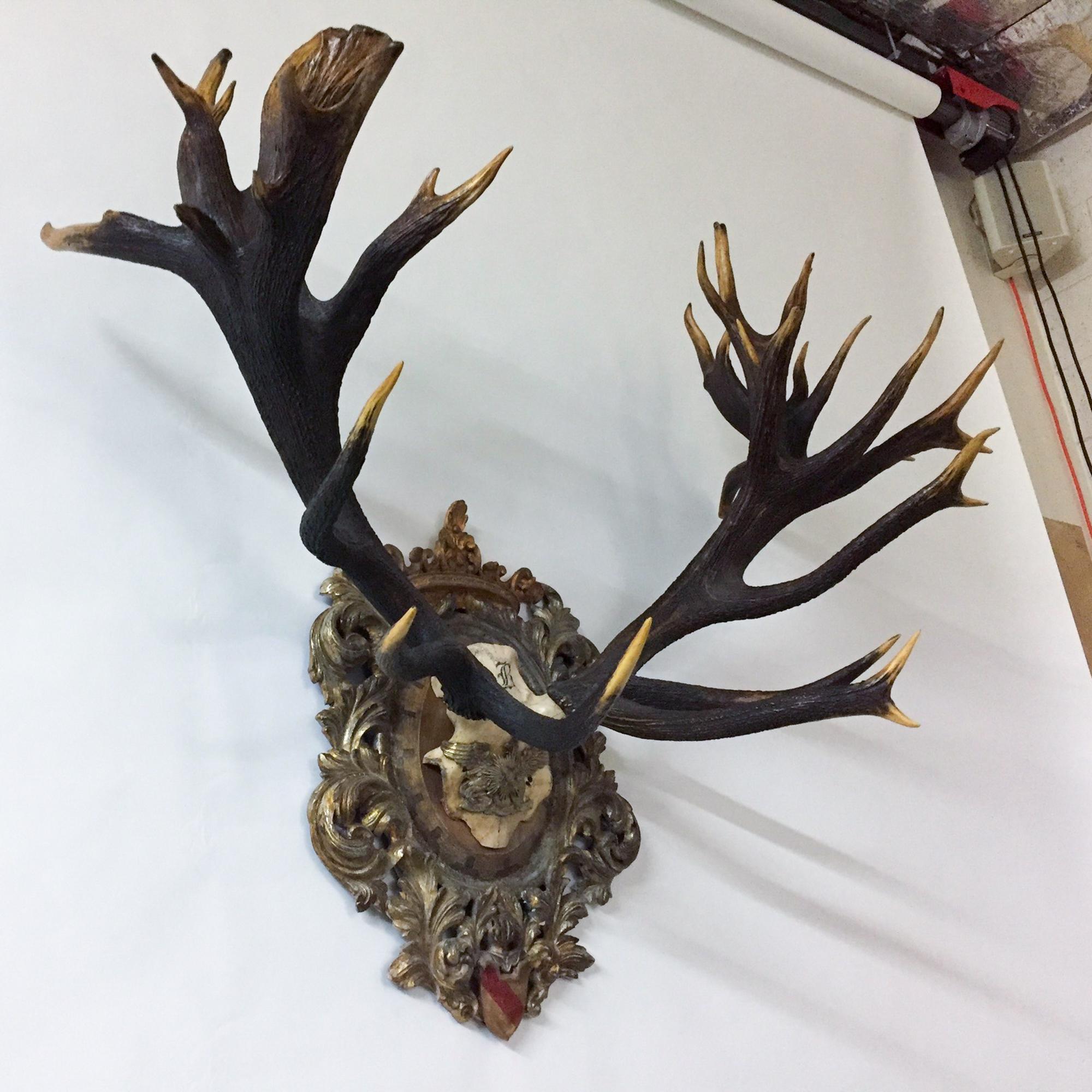 This antique German Red Stag trophy is exquisitely mounted on an ornately hand carved gilt wood plaque. The skull cap features a wappen from the Royal House of Baden, and at the bottom of the plaque is the shield of Baden below a carved knight.