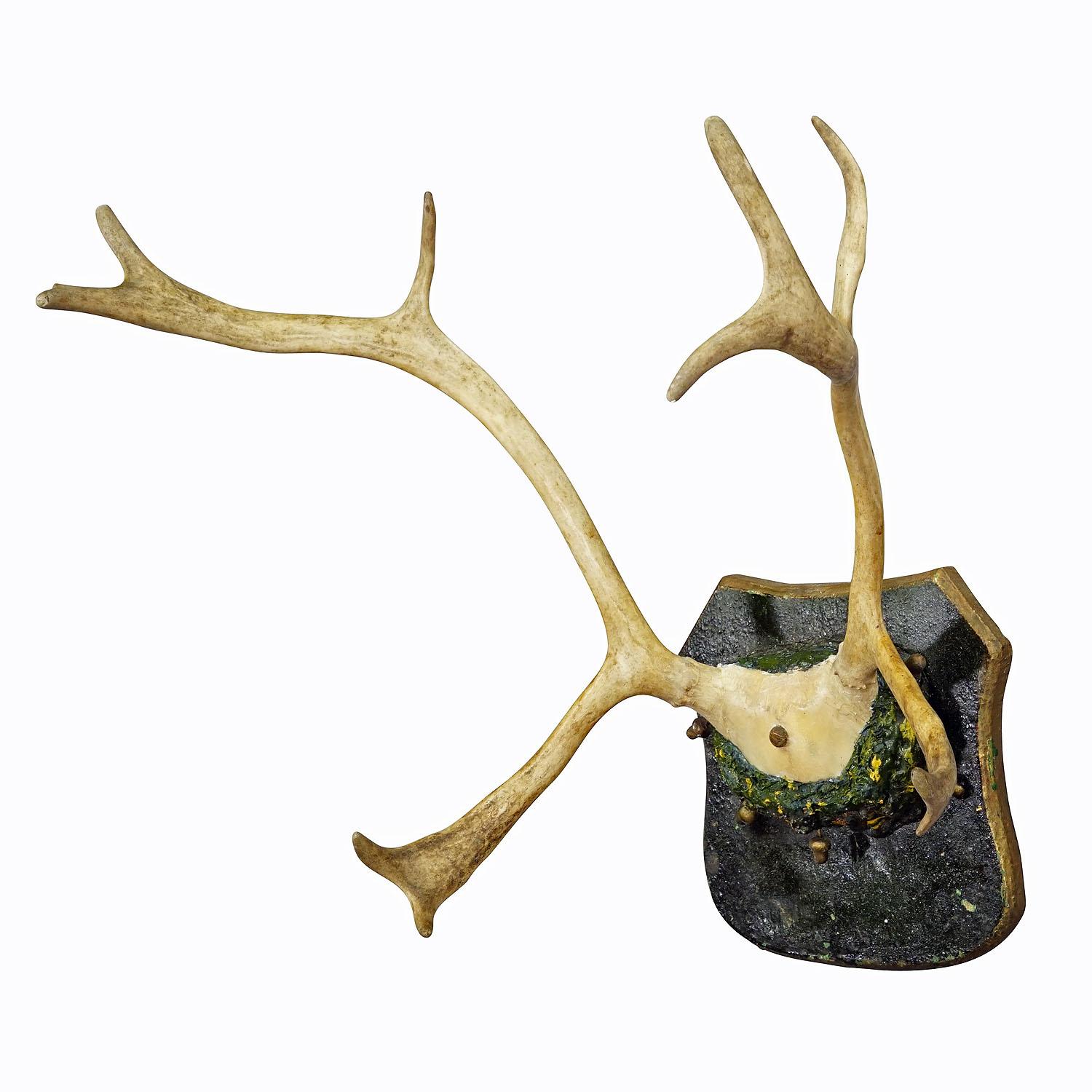 Antique Reindeer Antler Mount Taxidermy Cabin Decor Skull Antlers
Item e7354
A great antique reindeer (Rangifer tarandus) trophy on a wooden panel with plaster decoration with green and gilded painting. The trophy was shot around 1880. Fits
