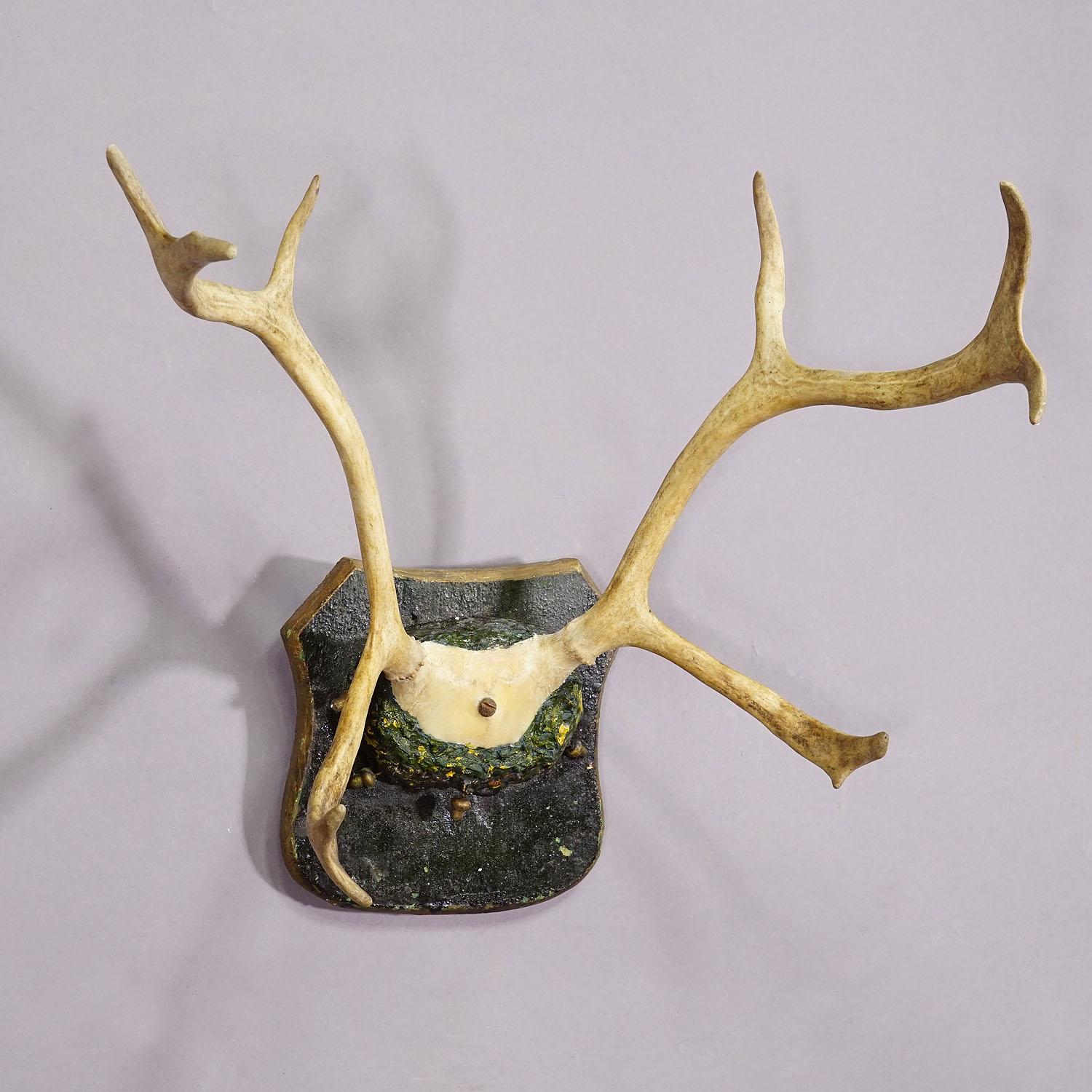Black Forest Antique Reindeer Antler Mount Taxidermy Cabin Decor Skull Antlers For Sale
