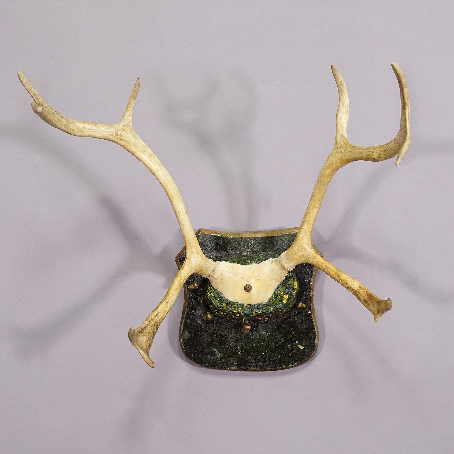 German Antique Reindeer Antler Mount Taxidermy Cabin Decor Skull Antlers For Sale