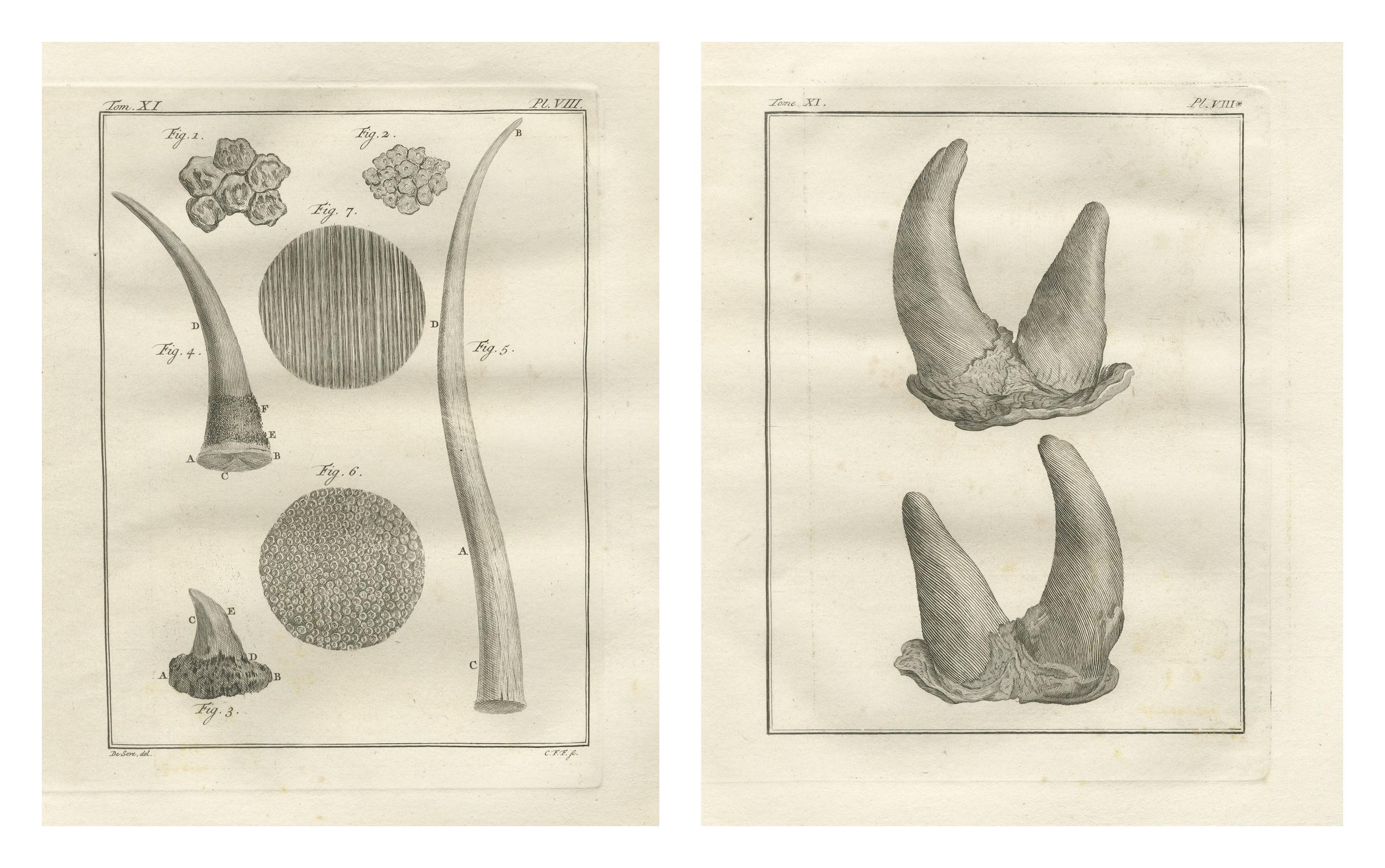 Gravures anciennes d'anatomie sur corne de rhinocéros, Buffon Scientific Pair 1769

Description :
Cette élégante paire de gravures anatomiques du XVIIIe siècle illustre la structure de la corne et d'autres détails relatifs au rhinocéros. Elle est