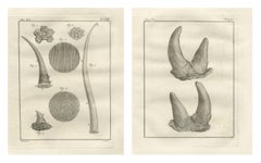 Antique Rhinoceros Horn Anatomy Engravings, Buffon Scientific Pair 1769