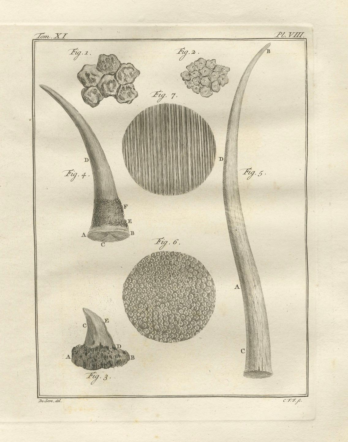 Néerlandais Gravures anciennes d'anatomie sur corne de rhinocéros, Buffon Scientific Pair 1769 en vente