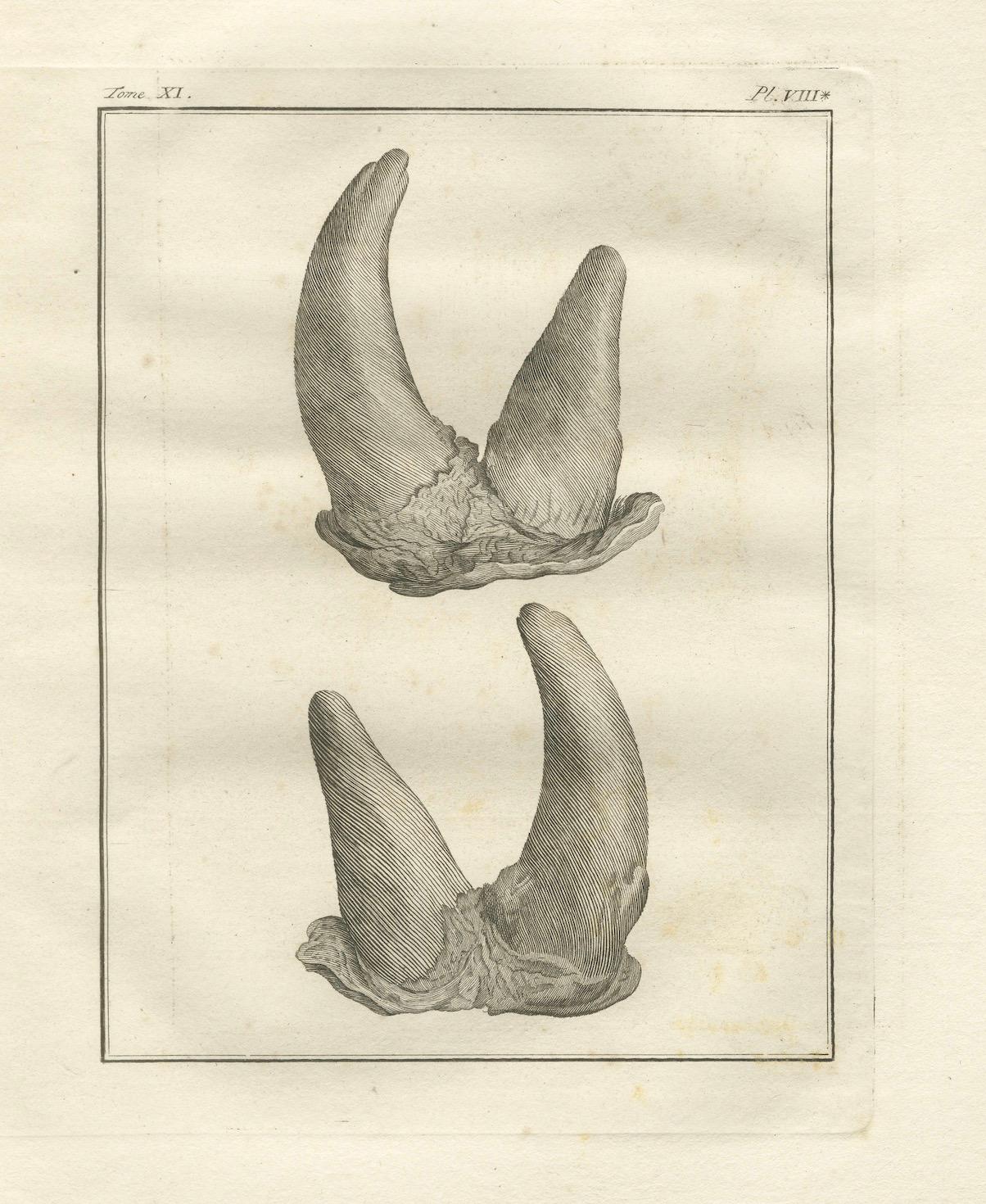 Gravé Gravures anciennes d'anatomie sur corne de rhinocéros, Buffon Scientific Pair 1769 en vente