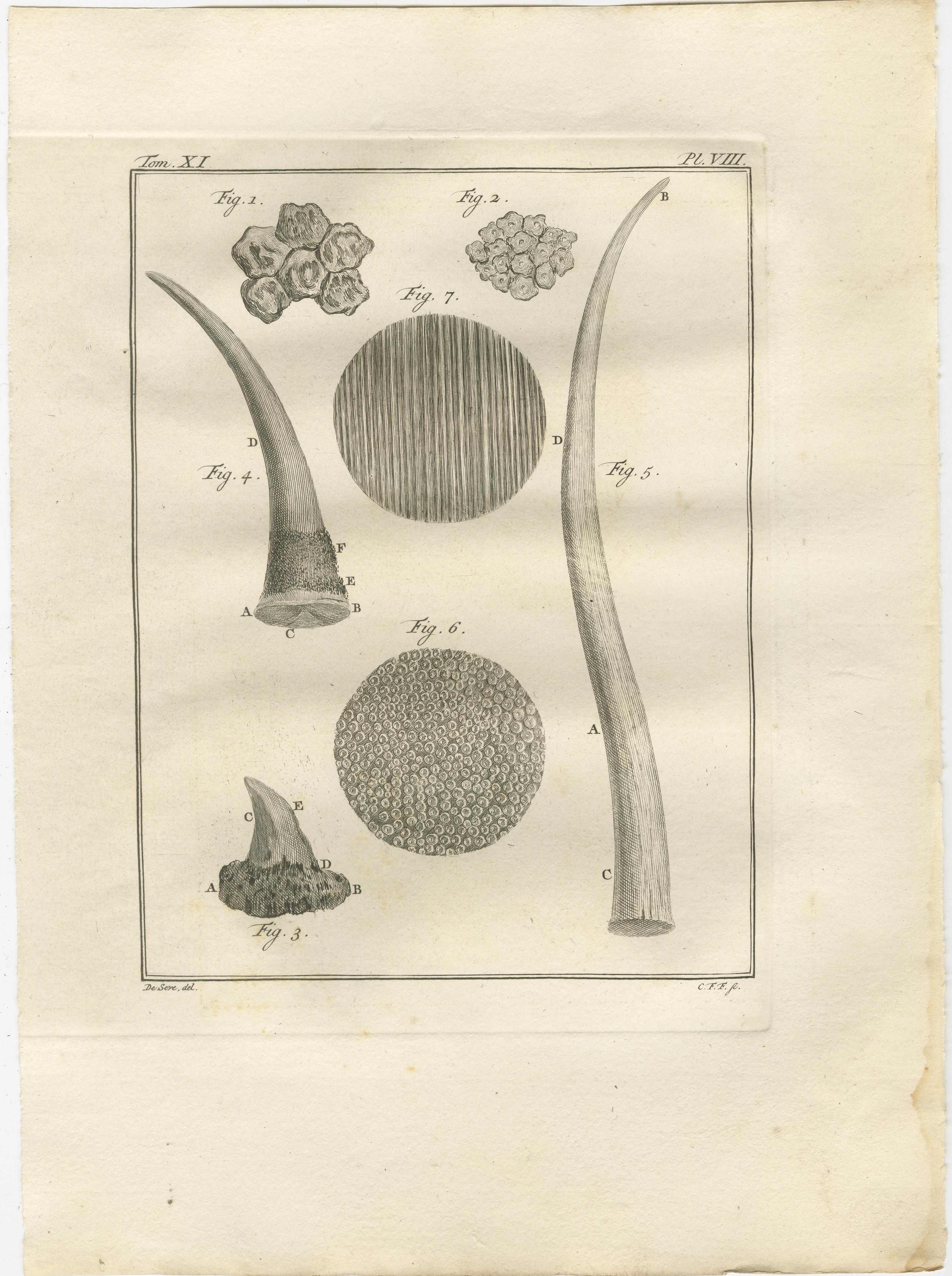 Gravures anciennes d'anatomie sur corne de rhinocéros, Buffon Scientific Pair 1769 Bon état - En vente à Langweer, NL