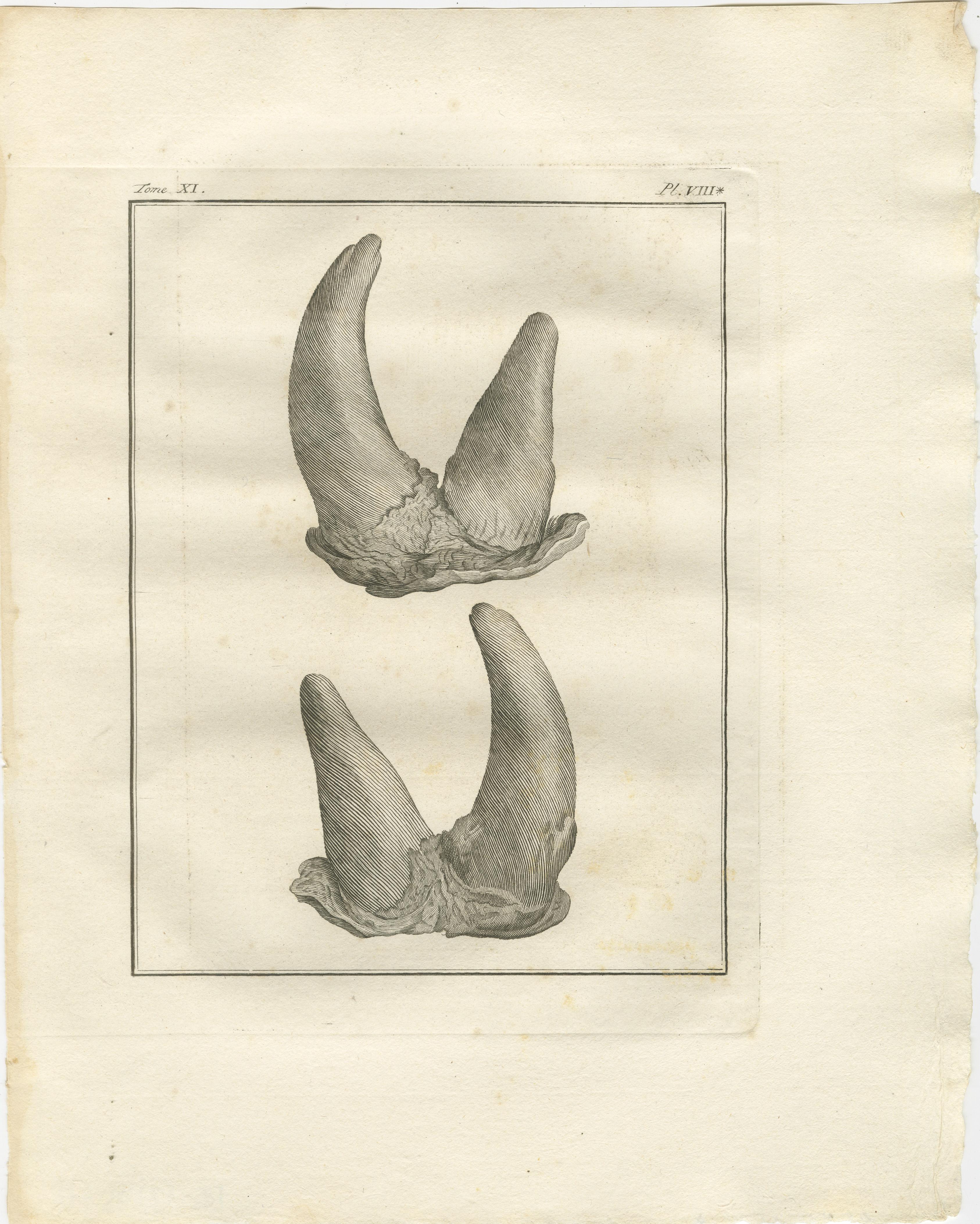 XVIIIe siècle Gravures anciennes d'anatomie sur corne de rhinocéros, Buffon Scientific Pair 1769 en vente