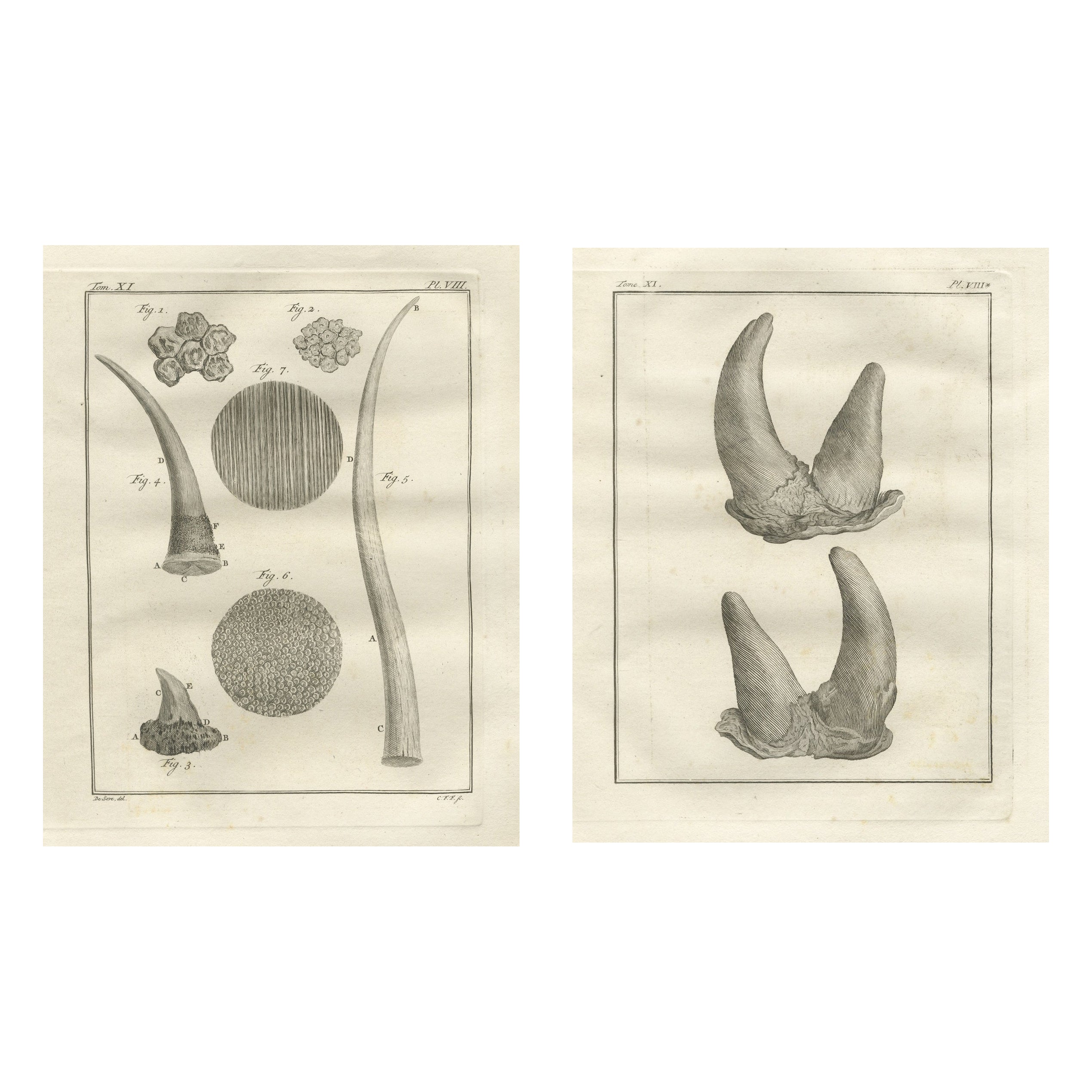 Gravures anciennes d
anatomie sur corne de rhinocéros, Buffon Scientific Pair 1769