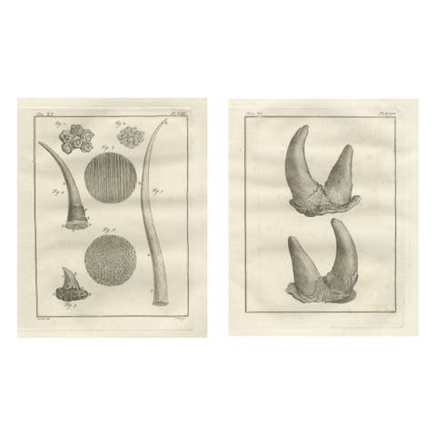 Antique Rhinoceros Horn Anatomy Engravings, Buffon Scientific Pair 1769