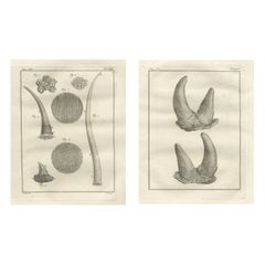 Antique Rhinoceros Horn Anatomy Engravings, Buffon Scientific Pair 1769