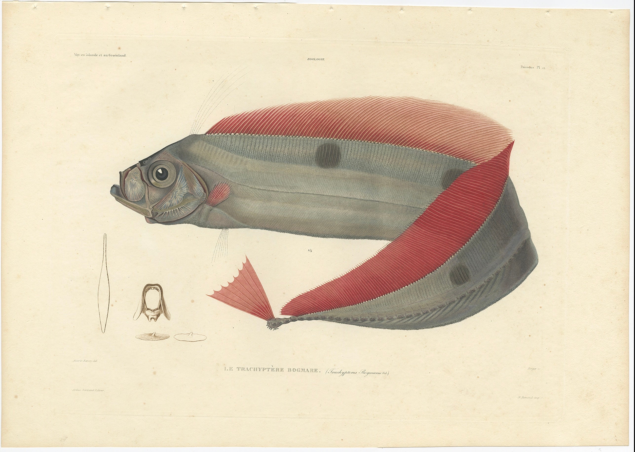 Antique Print of the Ribbonfish (Trachypterus Bogmarus) – Paris, 1845

This striking hand-colored lithograph features Le Trachiptère Bogmare (Trachypterus bogmarus), a rare deep-sea ribbonfish, drawn from the French scientific expedition *Voyage en